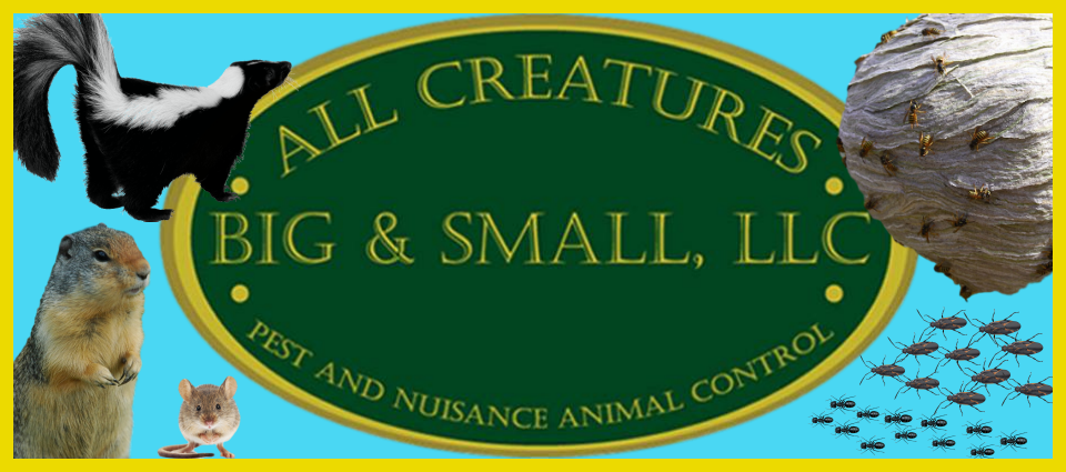 All Creatures Image_Frame_BlueBackground